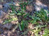 Verbascum tripolitanum