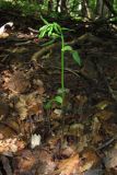Epipactis persica. Зацветающее растение. Горный Крым, В. склон Долгоруковской яйлы. 17 июля 2010 г.