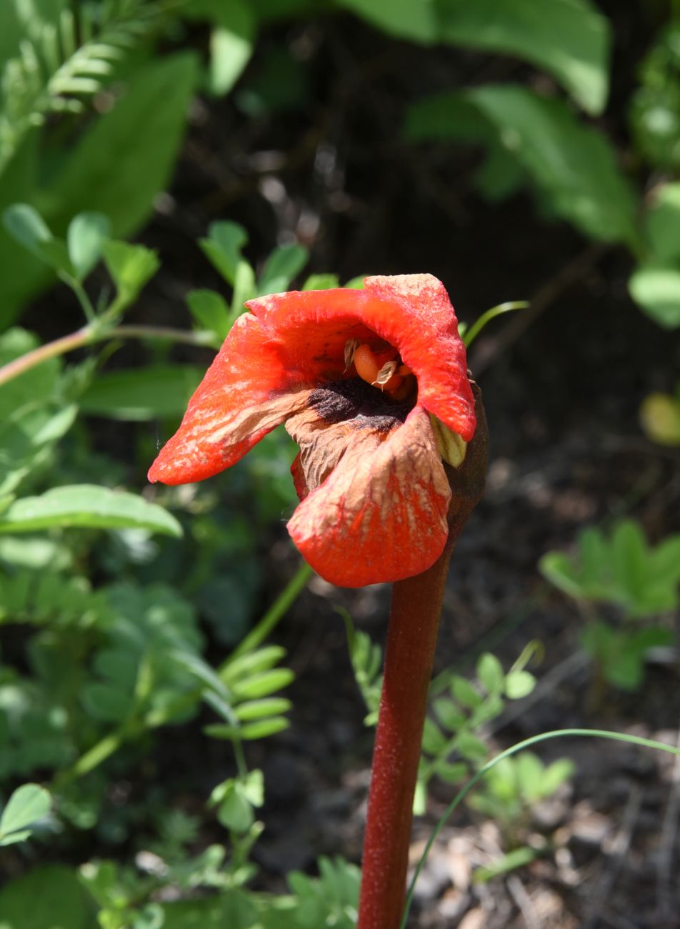 Изображение особи Phelypaea coccinea.