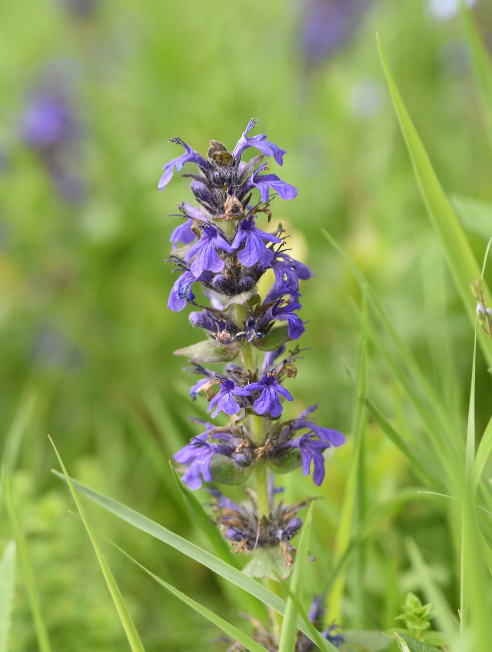 Image of Ajuga genevensis specimen.