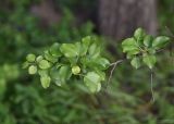 Pyrus caucasica. Ветвь. Республика Ингушетия, Джейрахский р-н, нижнее течение р. Гулойхи, высота 1190 м н.у.м., берег реки. 20 июня 2022 г.