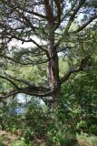 Pinus sylvestris. Нижняя часть ствола. Крым, окр. с. Запрудное, берег оз. Бирюзовое. 14.07.2021.
