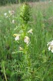 Pedicularis myriophylla. Соцветие. Бурятия, Закаменский р-н, окр. с. Далахай. 20-22.07.2009.