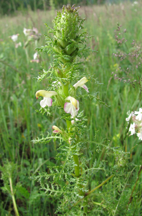 Изображение особи Pedicularis myriophylla.