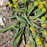 Plantago lanceolata. Растения с нераспустившимися соцветиями. Крым, подножие горы Демерджи, окр. с. Лучистое, крепость Фуна. 16.07.2021.