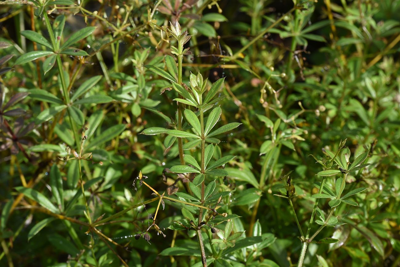 Изображение особи род Galium.