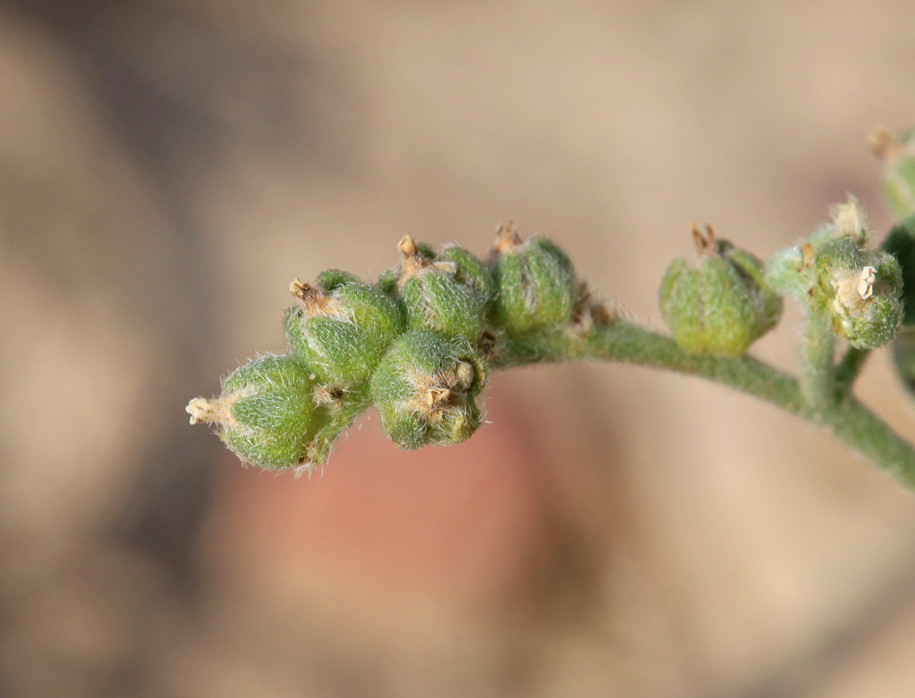 Изображение особи Heliotropium ellipticum.