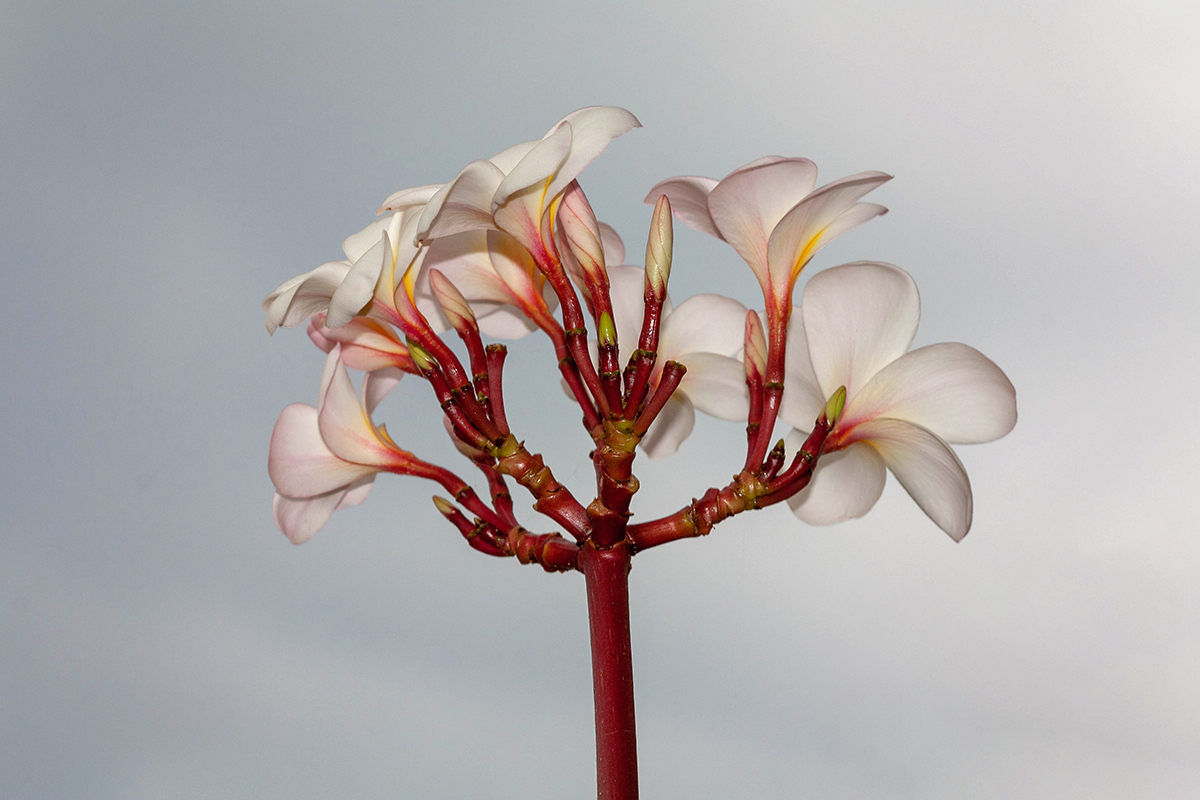 Изображение особи Plumeria rubra.