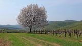 Cerasus avium. Цветущее взрослое дерево. Краснодарский край, м/о г. Новороссийск, окр. хутора Большие Хутора, виноградник. 17.04.2019.