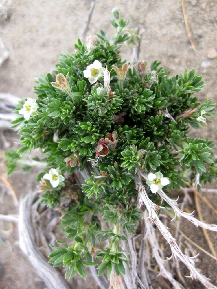 Image of Potaninia mongolica specimen.