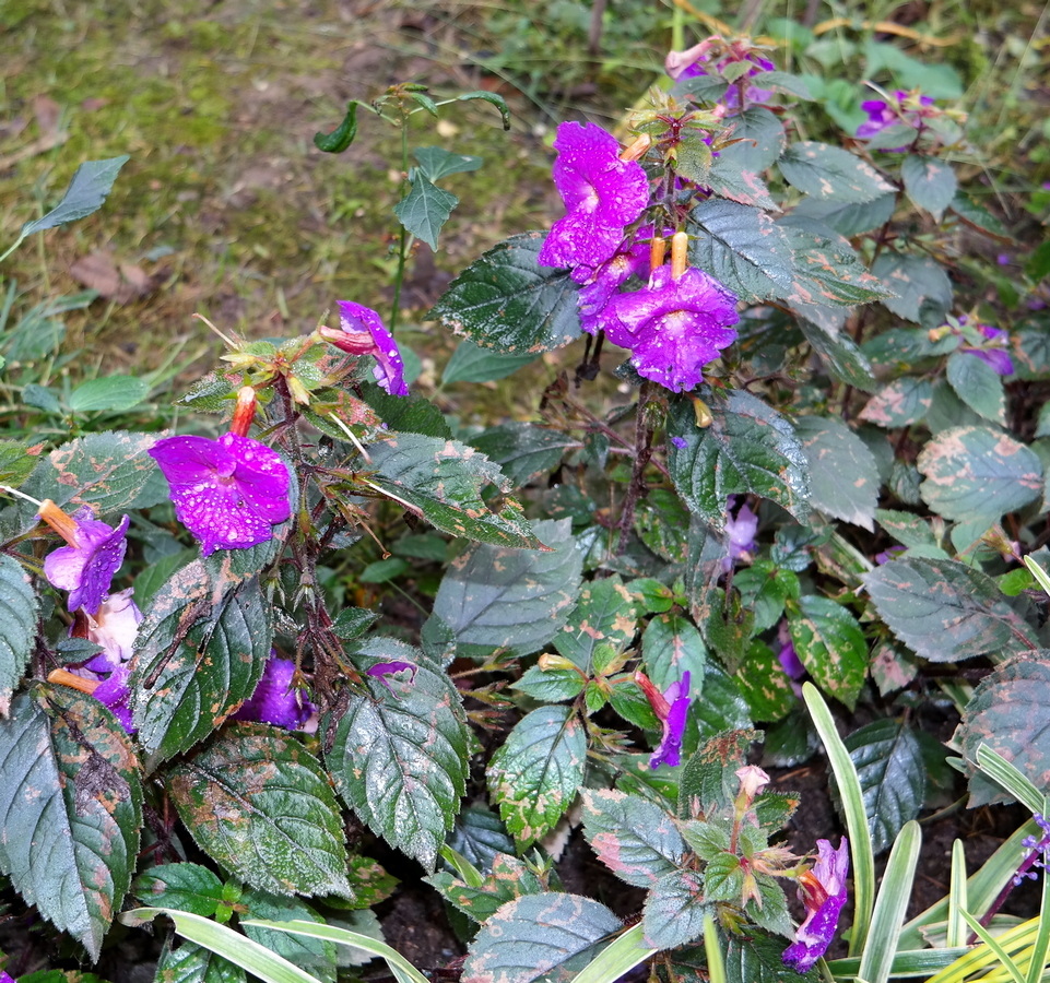 Image of Achimenes grandiflora specimen.