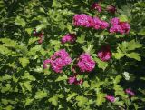 род Crataegus. Верхушки вегетирующих и цветущих побегов. Ярославская обл., г. Переславль-Залесский, дендрологический парк им. С. Ф. Харитонова, в культуре. 12.06.2022.