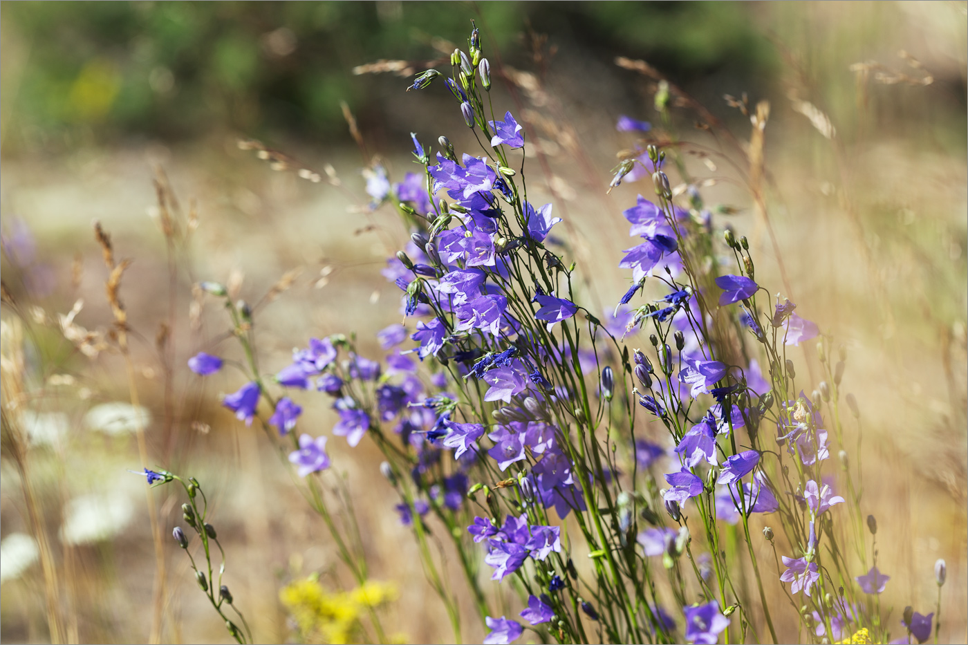 Изображение особи Campanula rotundifolia.