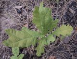 Quercus robur. Молодое растение (самосев). Владимирская обл., Александровский р-н, окр. с. Старая Слобода, сосновый бор, крутой песчаный слабо задернованный склон. 11.06.2022.