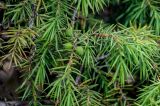 Juniperus oblonga. Верхушка ветви с незрелыми шишкоягодами. Ингушетия, Джейрахский р-н, перевал Цей-Лоам, ≈ 2200 м н.у.м., на скале. 24.07.2022.