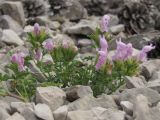 Lamium glaberrimum. Цветущие растения. Горный Крым, южный склон Ялтинской яйлы. 9 июня 2012 г.
