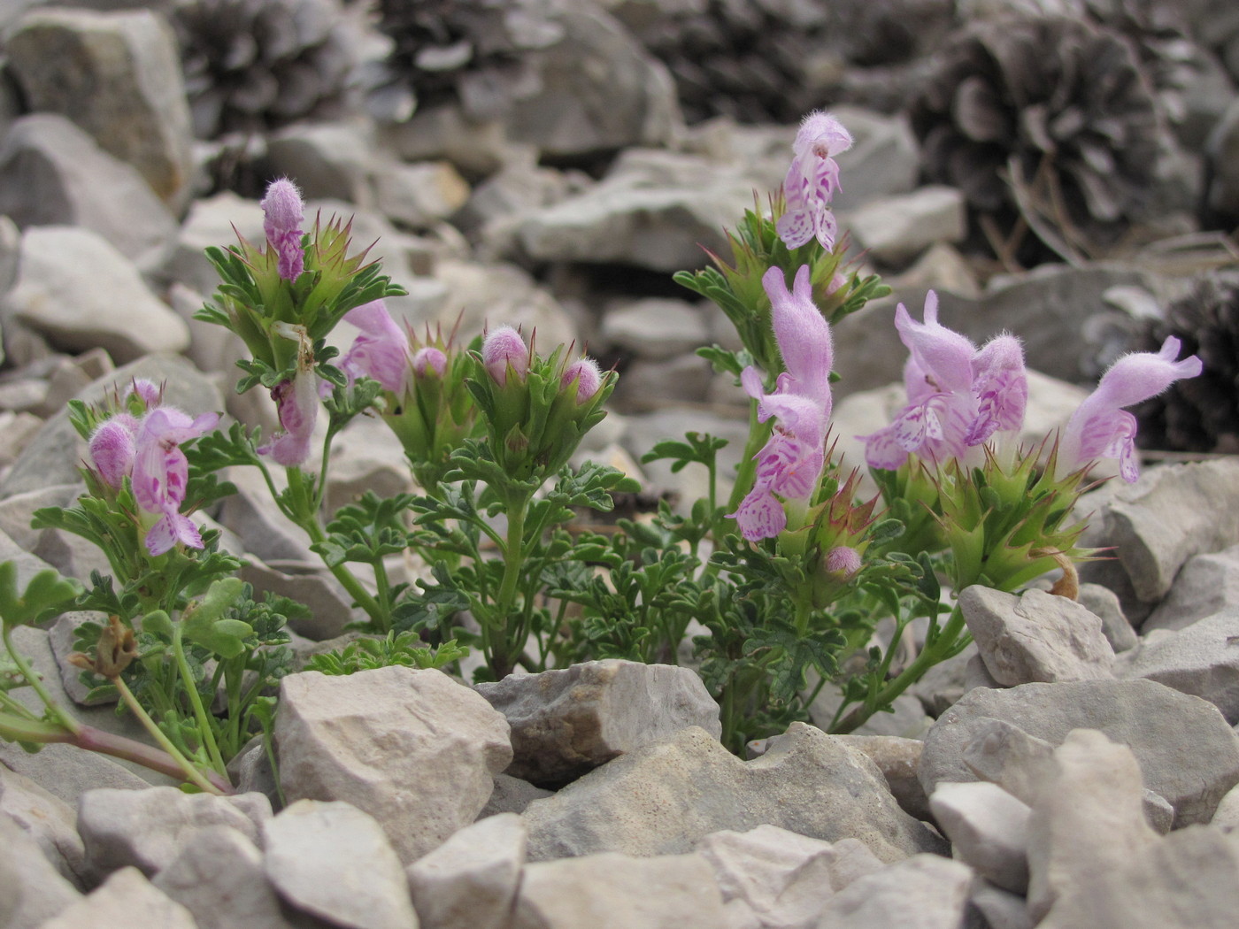 Image of Lamium glaberrimum specimen.