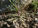 Crepis tectorum