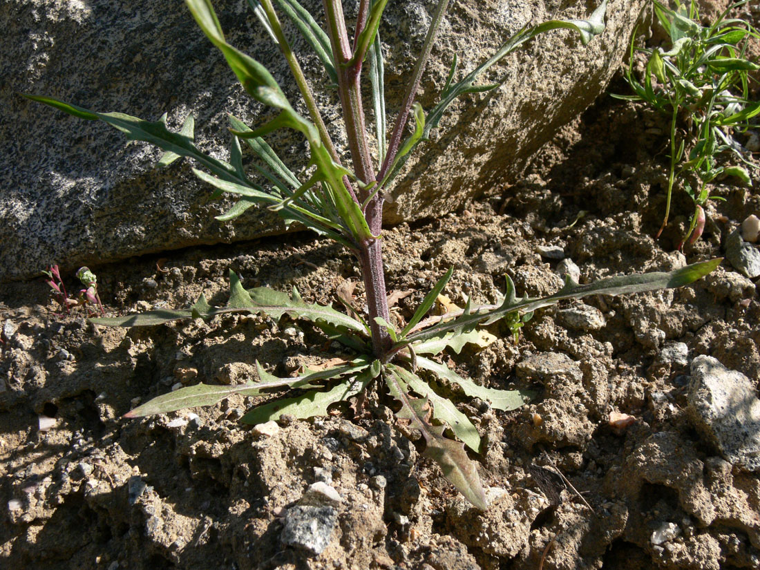 Изображение особи Crepis tectorum.