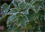 Ribes nigrum