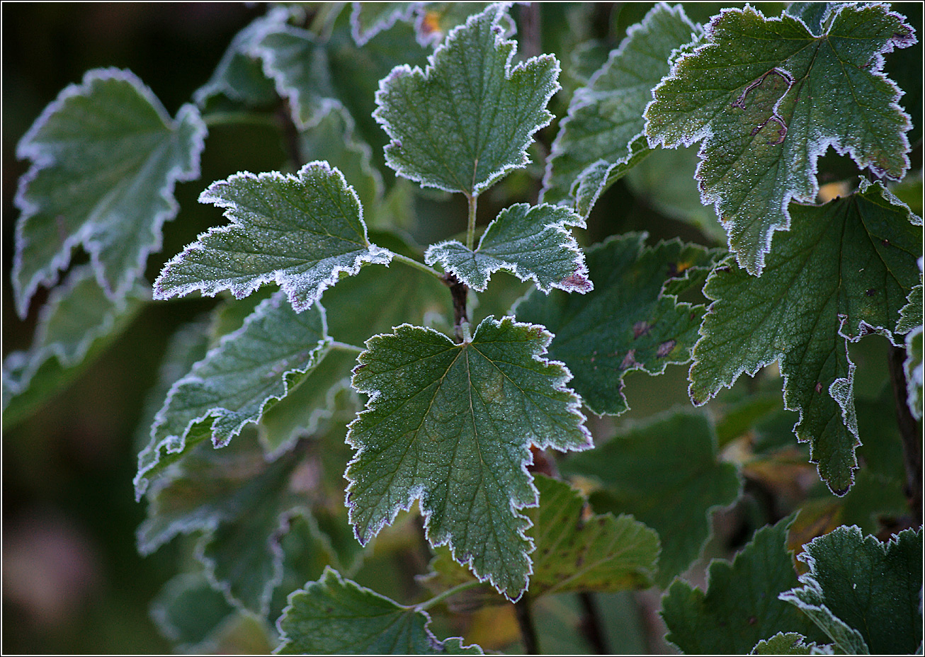 Image of Ribes nigrum specimen.