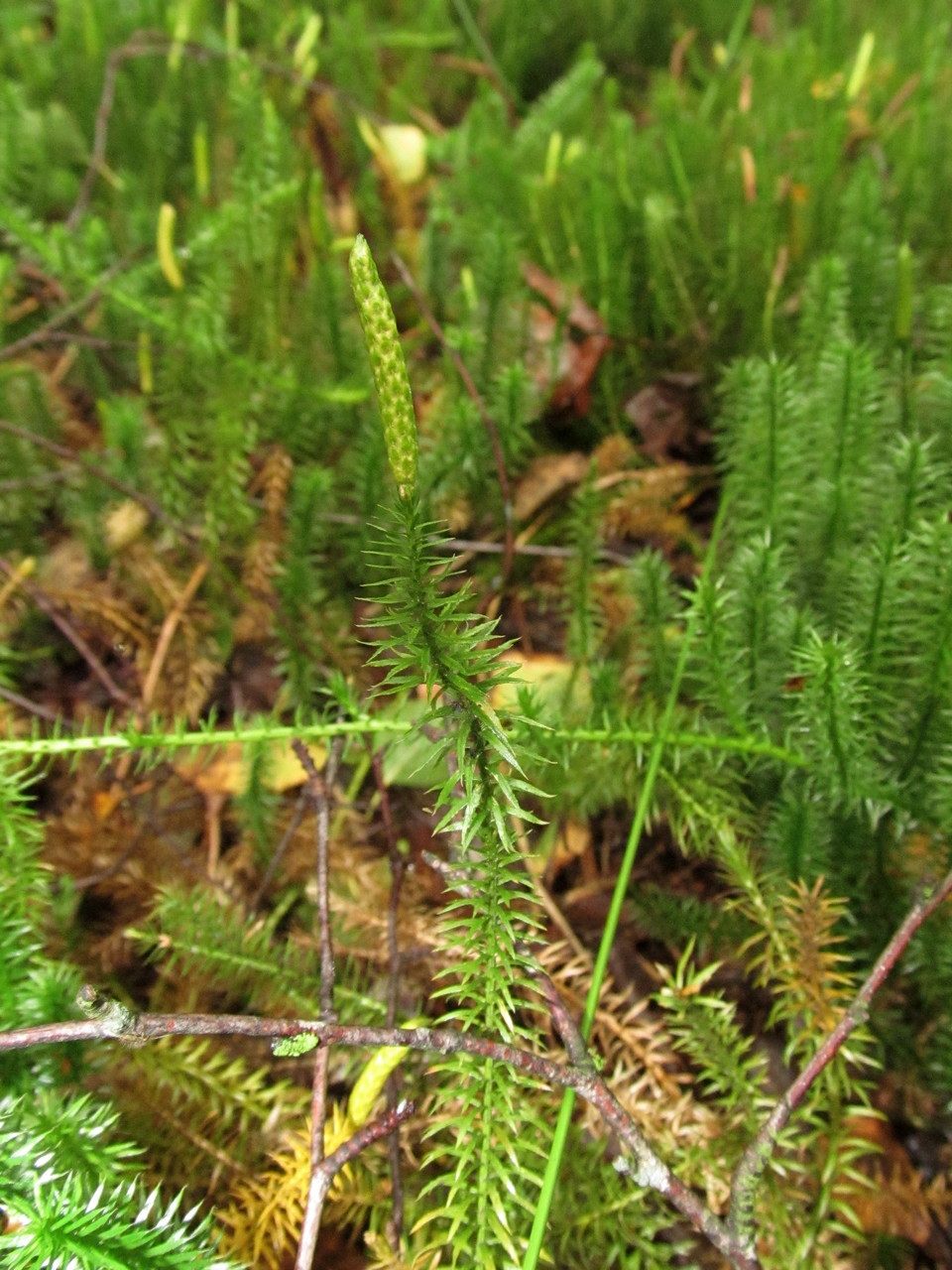 Image of Lycopodium annotinum specimen.