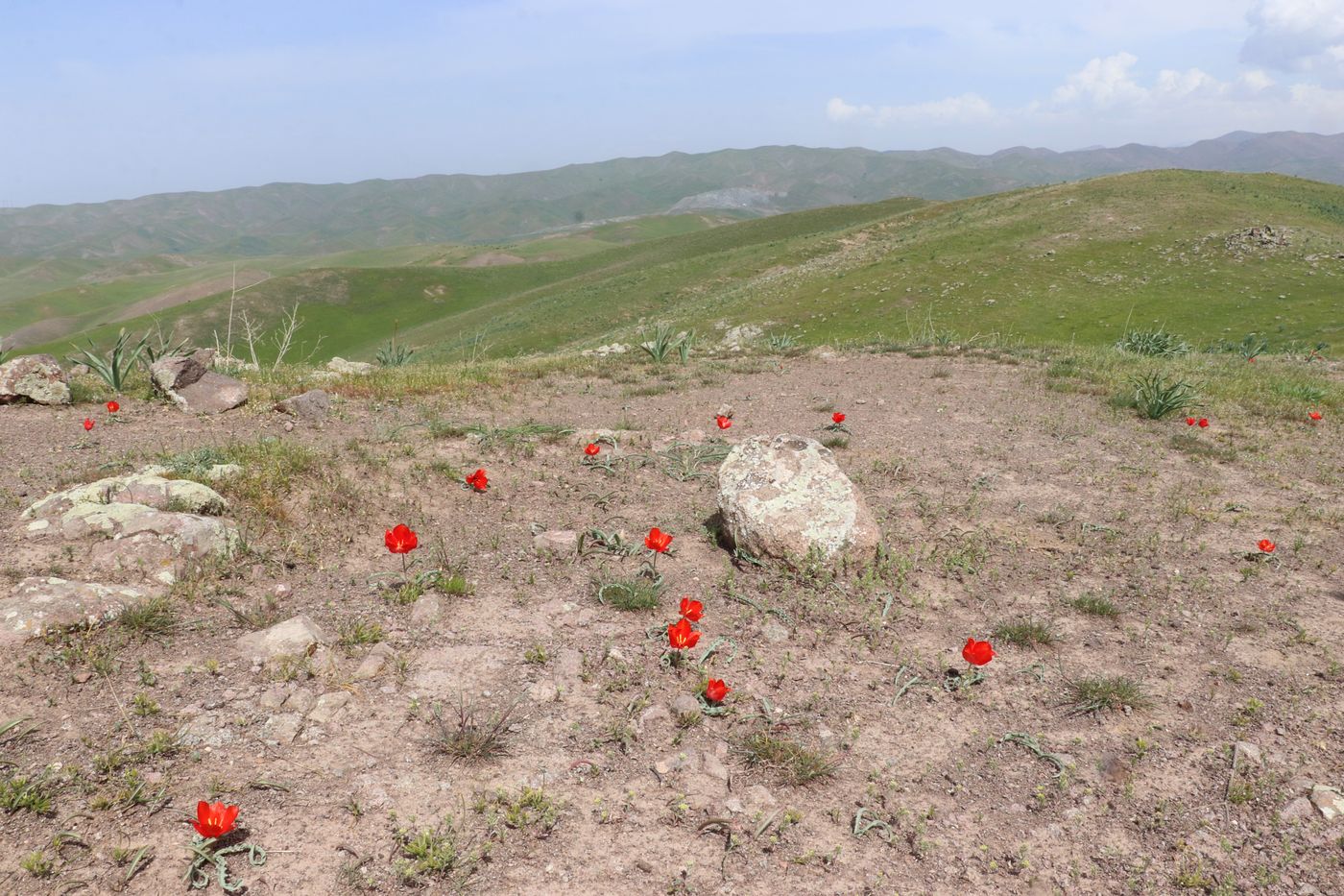 Изображение особи Tulipa korolkowii.