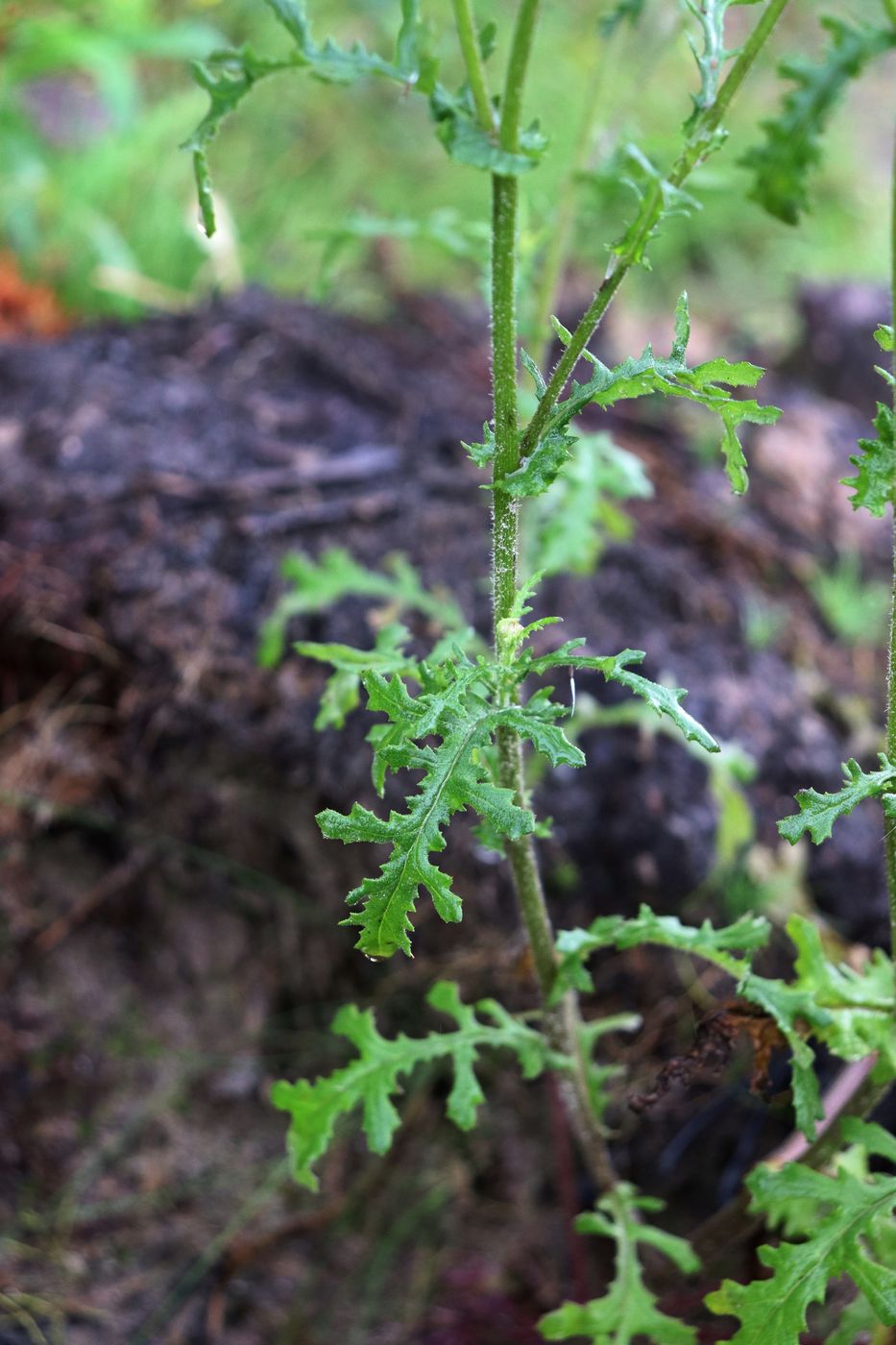 Image of Senecio sylvaticus specimen.