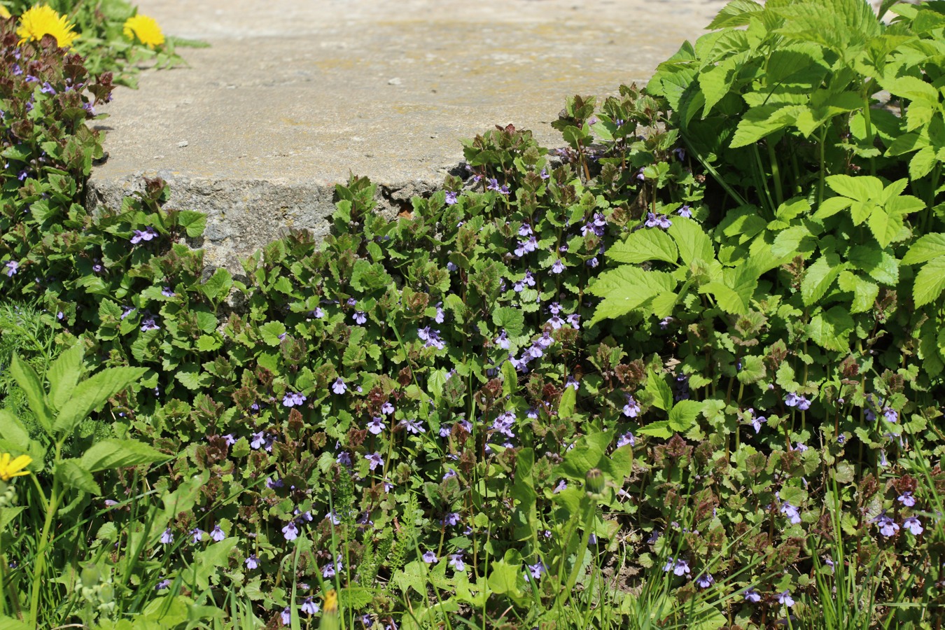 Изображение особи Glechoma hederacea.