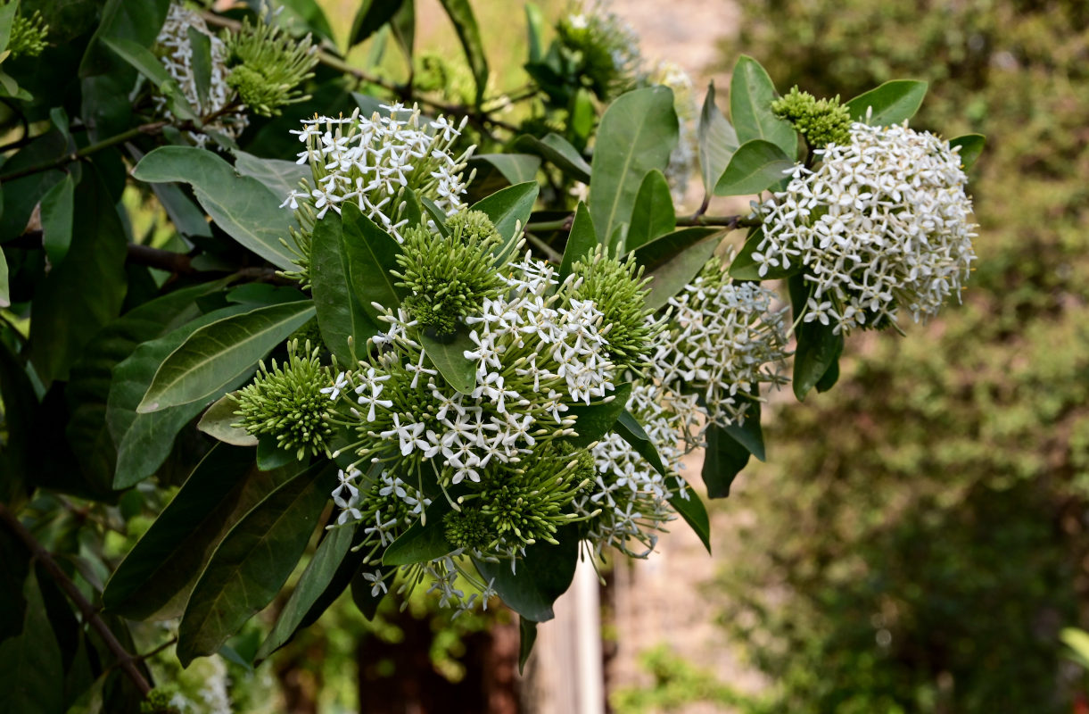 Изображение особи Ixora finlaysoniana.