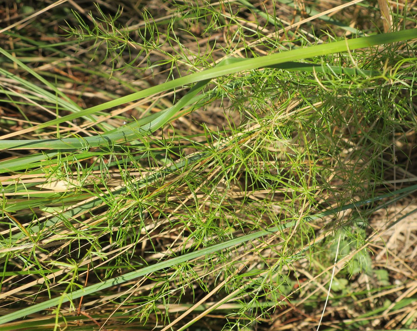 Изображение особи Asparagus verticillatus.