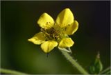 Geum urbanum