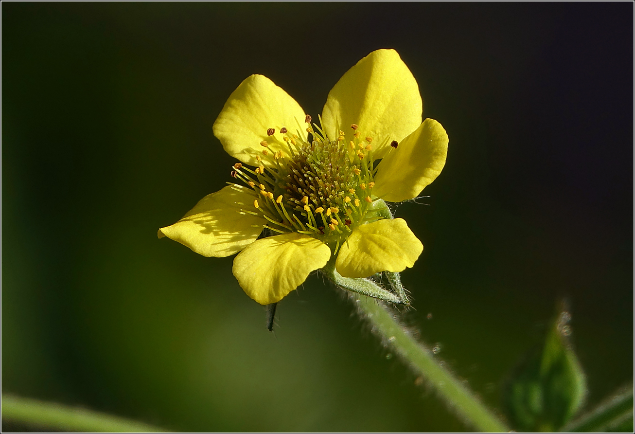 Image of Geum urbanum specimen.