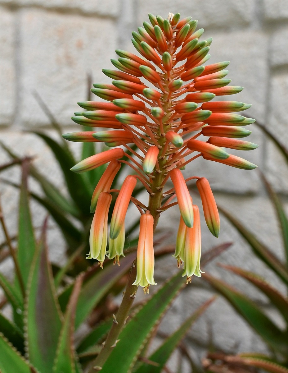 Image of genus Aloe specimen.