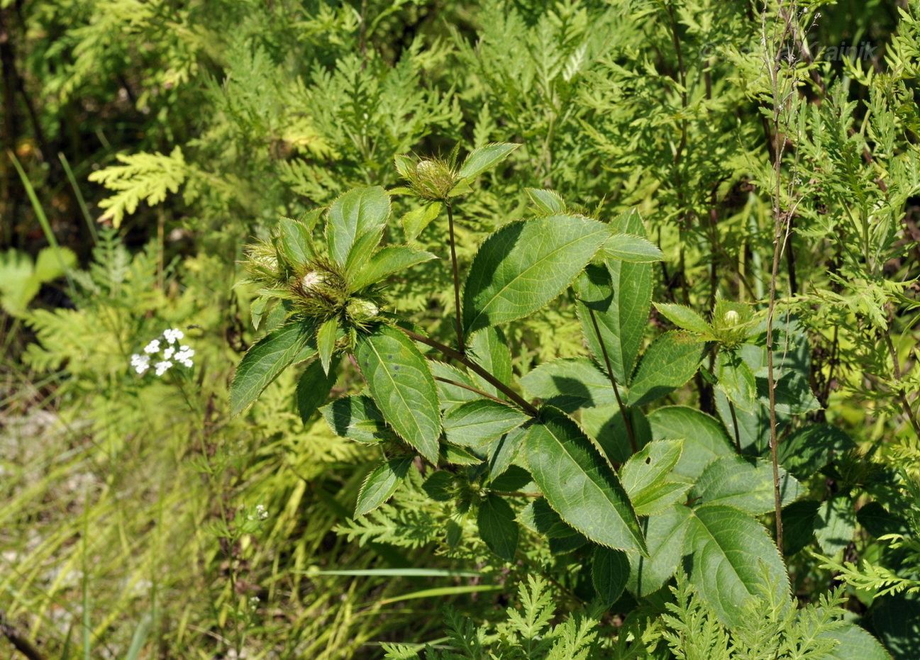 Изображение особи Atractylodes ovata.