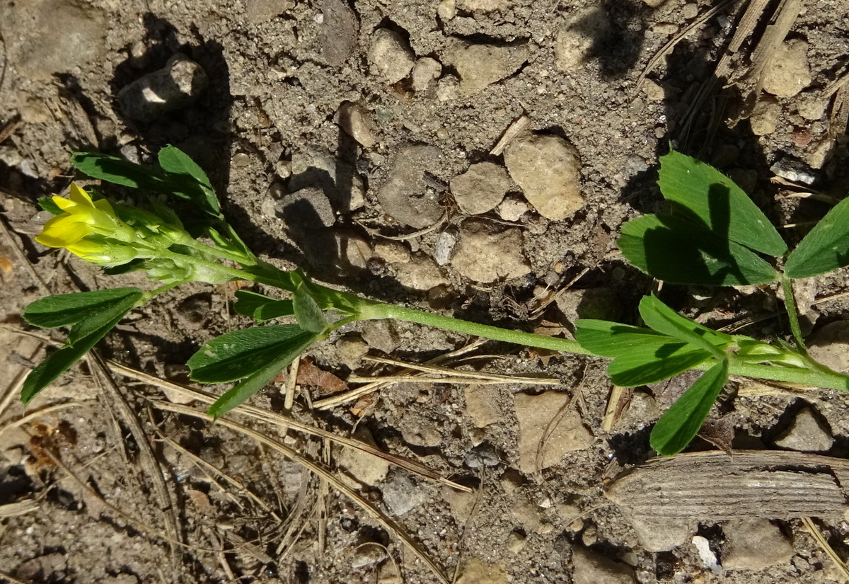 Изображение особи Medicago falcata.