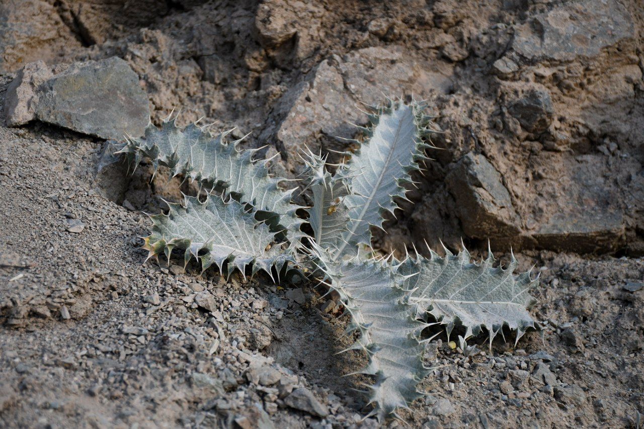 Image of Cousinia campyloraphis specimen.