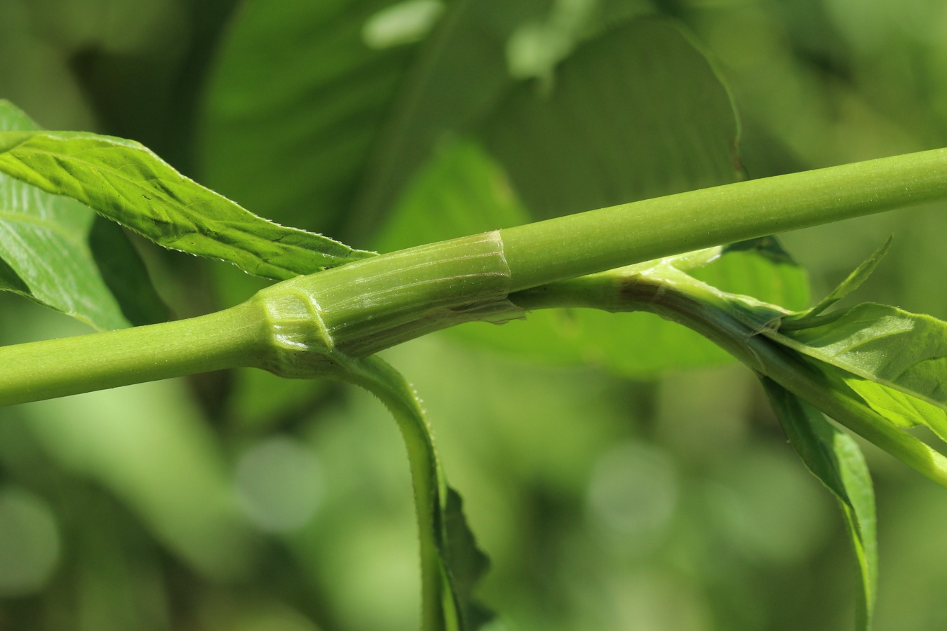 Image of Persicaria scabra specimen.