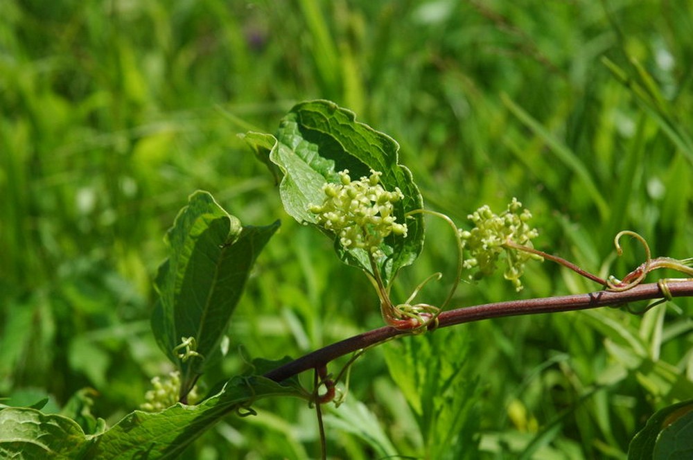 Image of Smilax maximowiczii specimen.