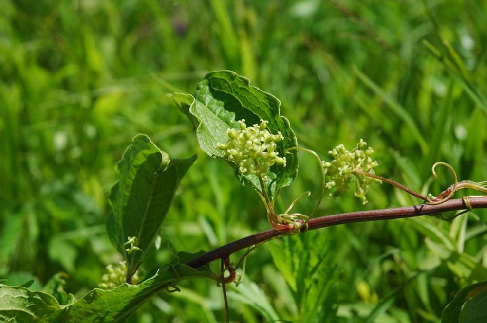 Изображение особи Smilax maximowiczii.