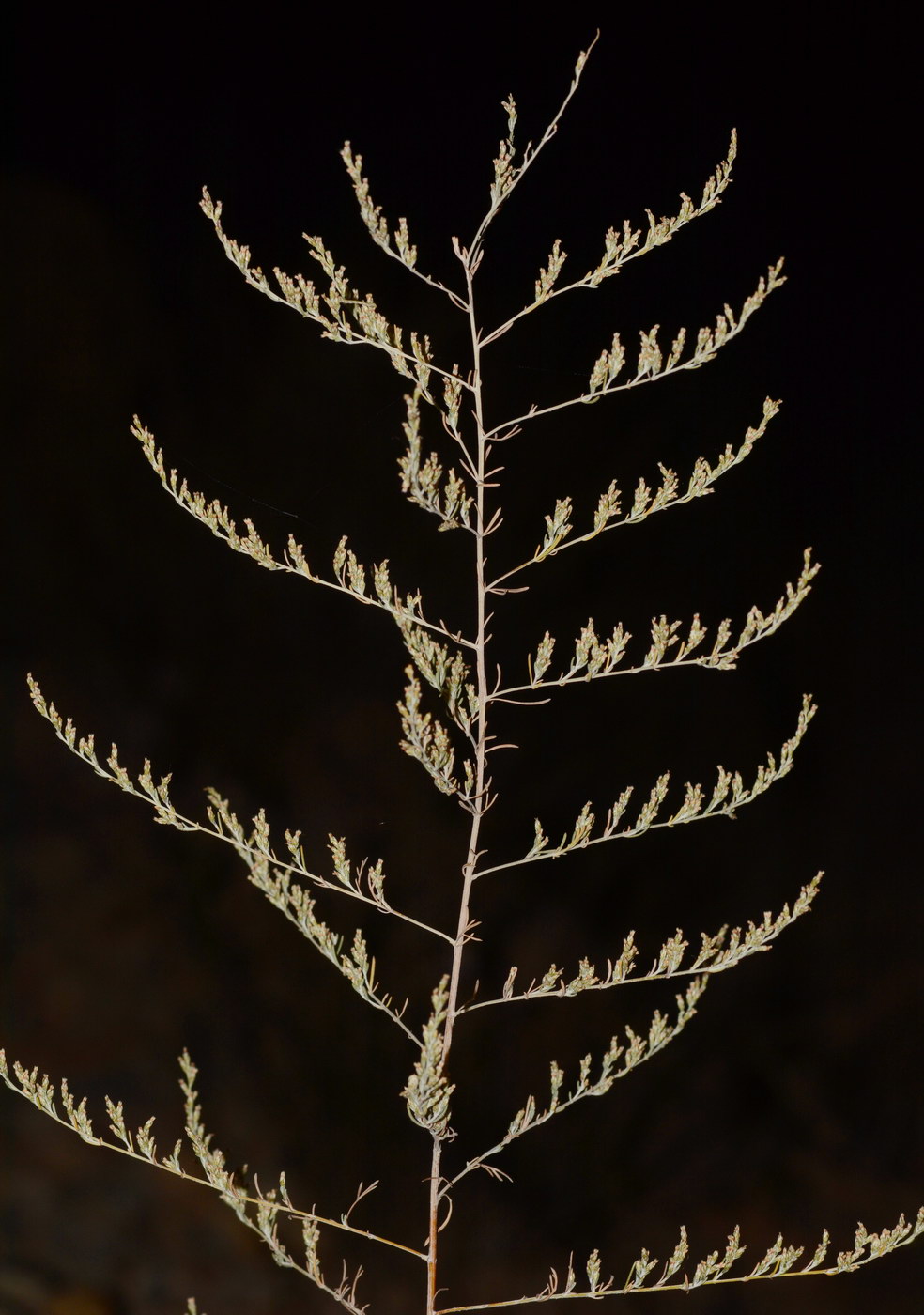 Image of genus Artemisia specimen.