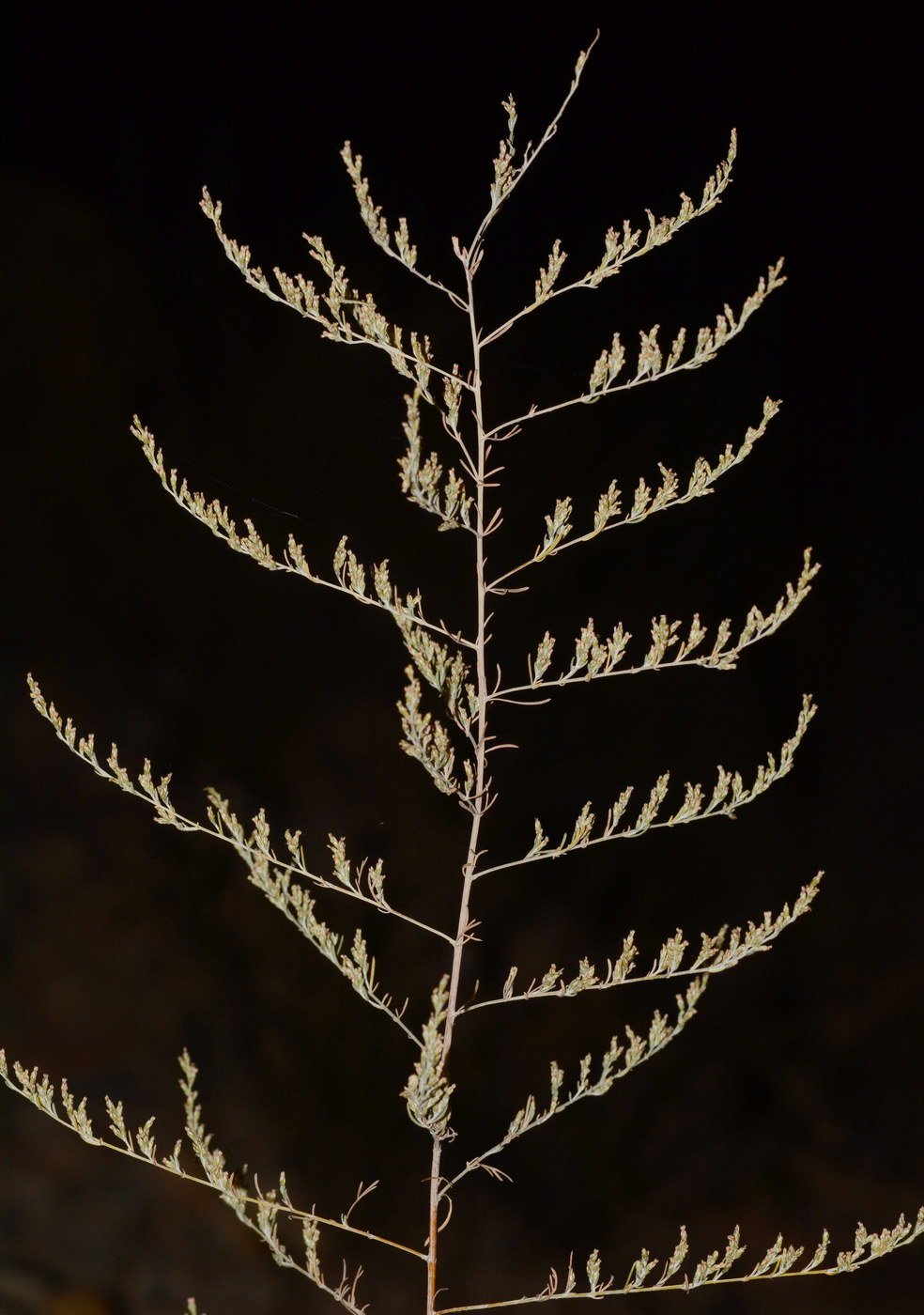 Image of genus Artemisia specimen.