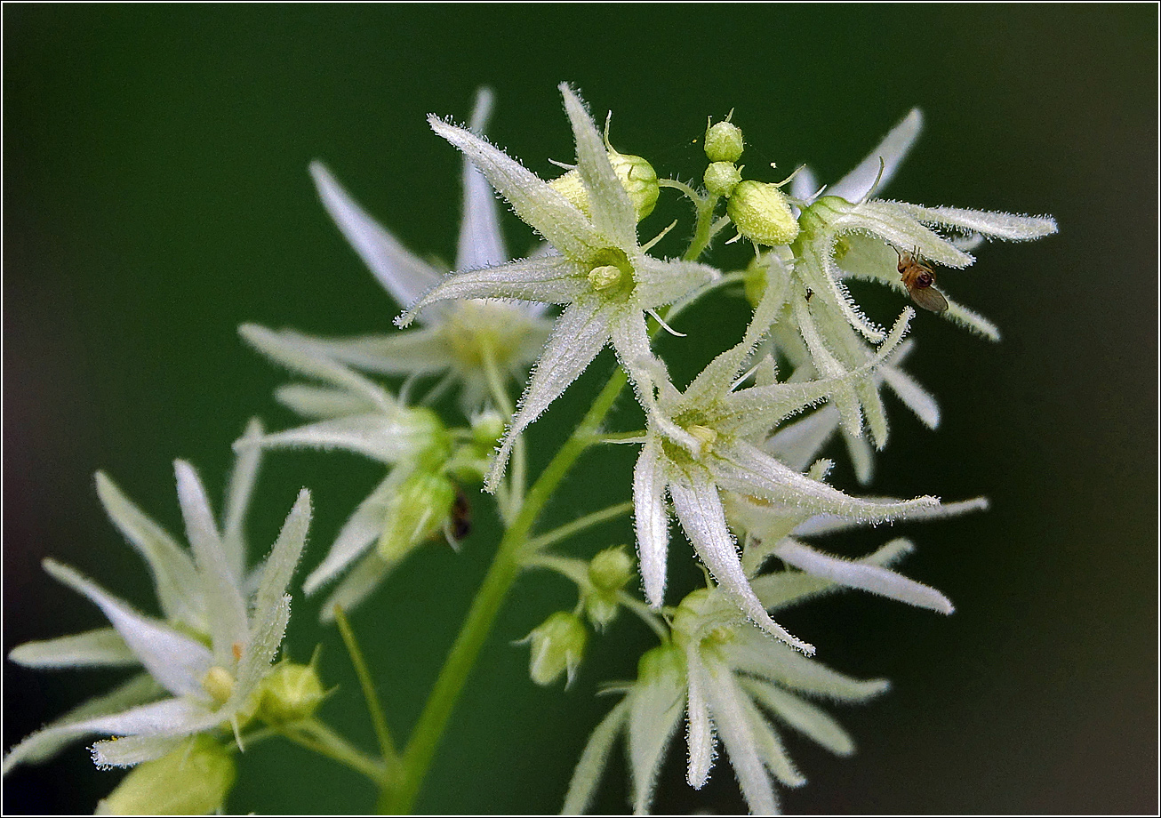 Изображение особи Echinocystis lobata.