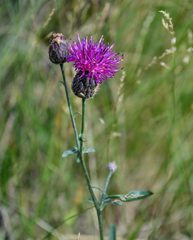 Image of Centaurea scabiosa specimen.