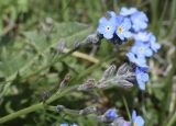 genus Myosotis