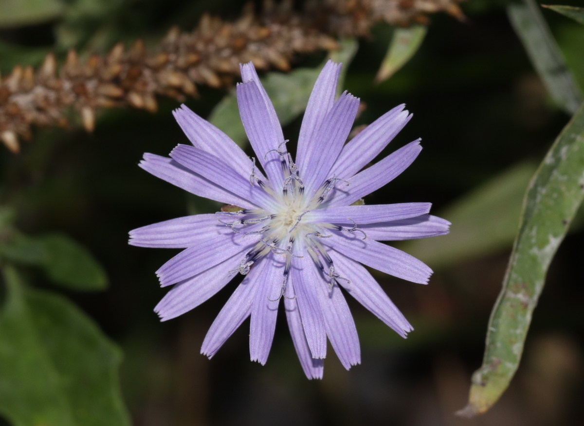 Изображение особи Lactuca tatarica.