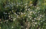 Tripleurospermum inodorum