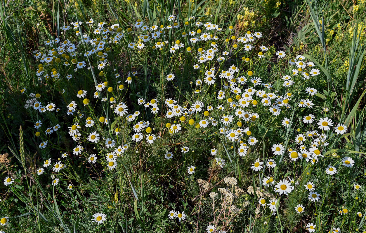 Изображение особи Tripleurospermum inodorum.