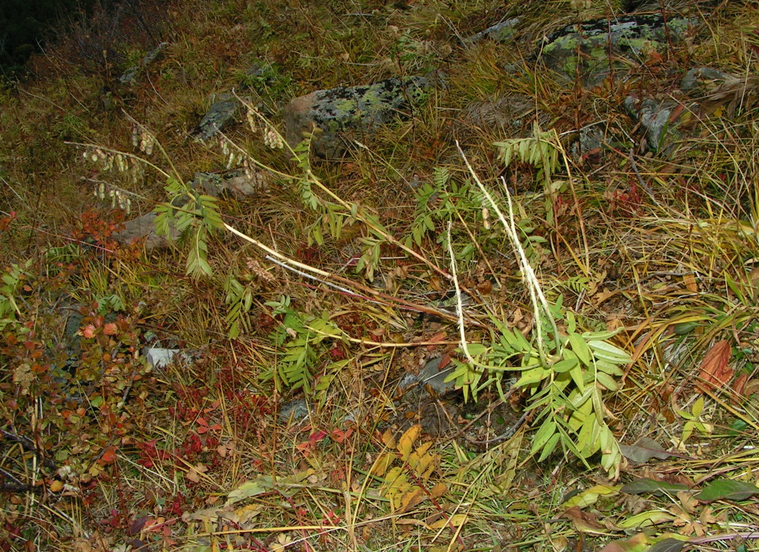 Image of Hedysarum theinum specimen.