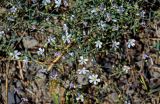 Gypsophila elegans